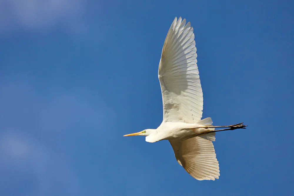 파란 하늘을 커다란 흰 날개를 펴고 나는 중대백로. 부리가 노랗고 검은 다리를 뒤로 뻗었다.