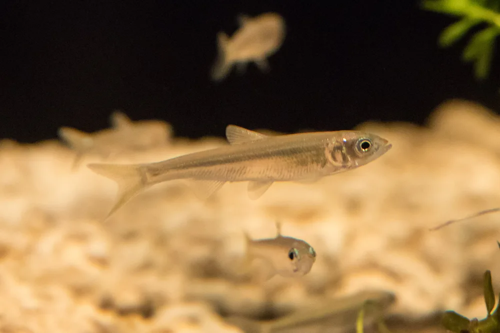 자갈 바닥 위를 헤엄치는 끄리 여러 마리. 앞의 한 마리는 은빛 몸에 눈이 크다.